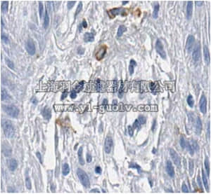 merck millipore,默克密理博,MABC592,Anti-TRP1/TYRP1 Antibody, clone TA99, Azide Free