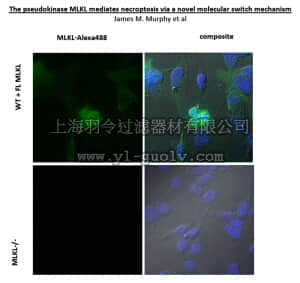 merck millipore,默克密理博,MABC604,Anti-MLKL Antibody, clone 3H1