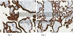 merck millipore,默克密理博,MABC60,Anti-KiSS-1 Antibody, clone 8H4.1