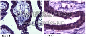 merck millipore,默克密理博,MABC62,Anti-DRAM1 Antibody