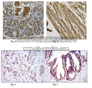 merck millipore,默克密理博,MABC632,Anti-MAP3K5 Antibody, clone 2E4