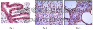 merck millipore,默克密理博,MABC640,Anti-MUM1 Antibody, clone 4G10