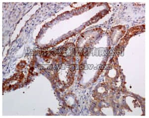 merck millipore,默克密理博,MABC648,Anti-STIP1 Antibody, clone EPR6606, rabbit monoclonal