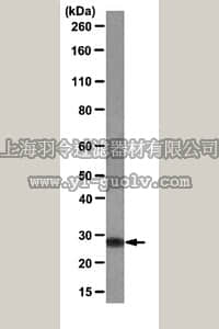 merck millipore,默克密理博,MABC64,Anti-DRAM2 Antibody