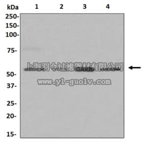 merck millipore,默克密理博,MABC651,Anti-HSP70L1, clone EPR4211(2), Rabbit Monoclonal Antibody