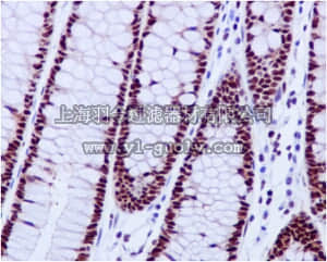 merck millipore,默克密理博,MABC654,Anti-FKBP5, clone EPR6617, Rabbit Monoclonal Antibody
