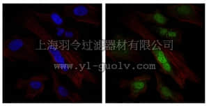 merck millipore,默克密理博,MABC672,Anti-SOX9 Antibody, clone 1B11