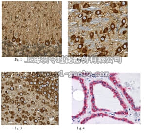 merck millipore,默克密理博,MABC675,Anti-HSPA5 Antibody, clone 4E3