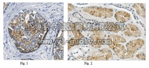 merck millipore,默克密理博,MABC677,Anti-AMACR Antibody, clone 2A10F3