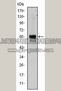 merck millipore,默克密理博,MABC679,Anti-RUNX1 Antibody, clone 2B5