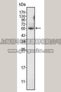 merck millipore,默克密理博,MABC681,Anti-ETV4 Antibody, clone 1A2G3