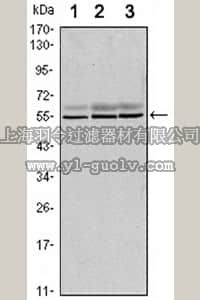 merck millipore,默克密理博,MABC683,Anti-SMAD6 Antibody, clone 5H3