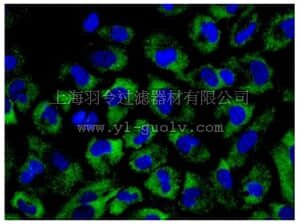 merck millipore,默克密理博,MABC687,Anti-nSMase1 Antibody, clone EPR6718, rabbit monoclonal