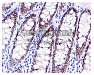 merck millipore,默克密理博,MABC689,Anti-NUP96 Antibody, clone EPR6678, rabbit monoclonal