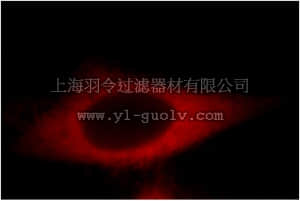 merck millipore,默克密理博,MABC696,Anti-EPHX2, clone 60083-1 Antibody