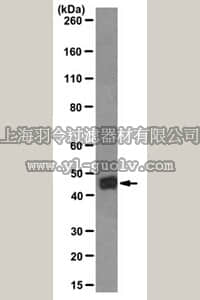 merck millipore,默克密理博,MABC72,Anti-TNF receptor-associated factor 1 (TRAF1) Antibody, clone 11B2.2