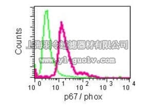 merck millipore,默克密理博,MABC739,Anti-p67-phox, clone EPR5065, Rabbit Monoclonal Antibody