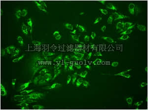 merck millipore,默克密理博,MABC743,Anti-Cytochrome C, clone EPR1327, Rabbit Monoclonal Antibody