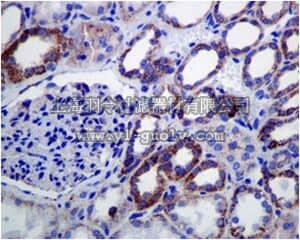 merck millipore,默克密理博,MABC745,Anti-DLD, clone EPR6635, Rabbit Monoclonal Antibody