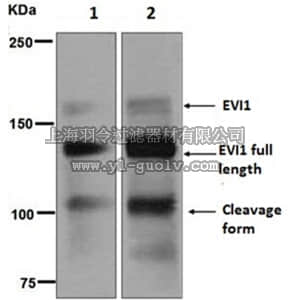 merck millipore,默克密理博,MABC748,Anti-EVI-1, clone EPR5996, Rabbit Monoclonal Antibody