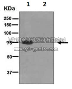 merck millipore,默克密理博,MABC754,Anti-COX2 , clone EPR468(2), Rabbit Monoclonal Antibody