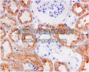 merck millipore,默克密理博,MABC755,Anti-Cathepsin S, clone EPR5128, Rabbit Monoclonal Antibody