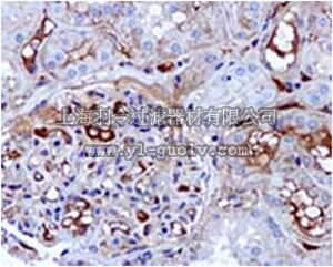 merck millipore,默克密理博,MABC758,Anti-KLKB1, clone EPR5707, Rabbit Monoclonal Antibody