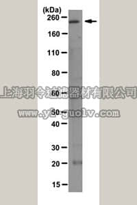 merck millipore,默克密理博,MABC76,Anti-Stabilin-2 Antibody, clone mAb-174