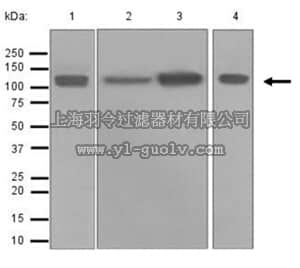 merck millipore,默克密理博,MABC770,Anti-LAMP-2, clone EPR4207(2), Rabbit Monoclonal Antibody