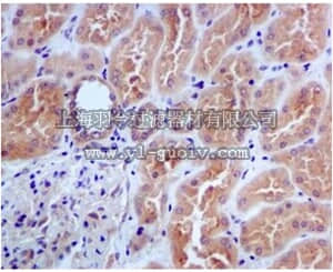 merck millipore,默克密理博,MABC772,Anti-CDC45, clone EPR5758, Rabbit Monoclonal Antibody