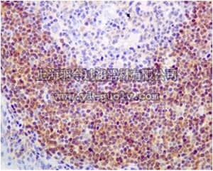 merck millipore,默克密理博,MABC773,Anti-SHP-1, clone EPR5519, Rabbit Monoclonal Antibody