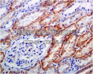 merck millipore,默克密理博,MABC774,Anti-phospho-NDRG1 (Ser330), clone EPR5594, Rabbit Monoclonal Antibody