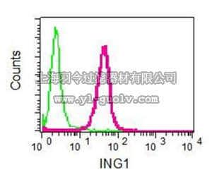 merck millipore,默克密理博,MABC777,Anti-ING1, clone EPR6788, Rabbit Monoclonal Antibody