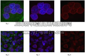 merck millipore,默克密理博,MABC86,Anti-Nesprin-2 Antibody, clone K20-478