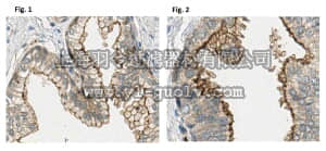 merck millipore,默克密理博,MABC87,Anti-CD148/DEP-1 Antibody, clone Ab1 (Azide Free)