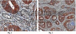 merck millipore,默克密理博,MABC91,Anti-Atg18 (WIPI-2) Antibody, clone 2A2