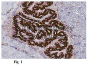 merck millipore,默克密理博,MABC94,Anti-Sphingosine 1-phosphate receptor 1 (S1P1) Antibody, clone 8B7.1