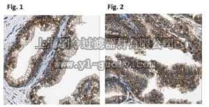 merck millipore,默克密理博,MABC971,Anti-Kallikrein-13/KLK13 Antibody, clone 33.1