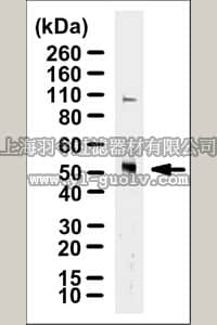 merck millipore,默克密理博,MABC985,Anti-TRAF4 Antibody, clone 5MLN-2H1