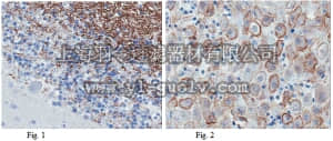merck millipore,默克密理博,MABC98,Anti-Sphingosine 1-phosphate receptor 5 (S1P5) Antibody, clone 13F9.1
