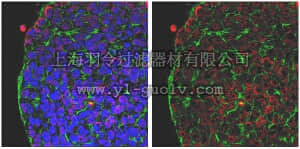 merck millipore,默克密理博,MABD102,Anti-Lin28 Antibody, clone PR3G10