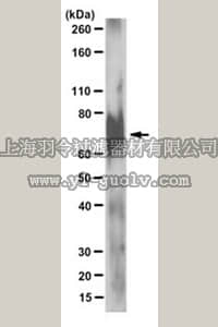 merck millipore,默克密理博,MABD10,Anti-DMP1, NT Antibody, clone 9B6.3