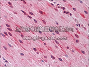 merck millipore,默克密理博,MABD117,Anti-GATA Antibody3, clone 7B5
