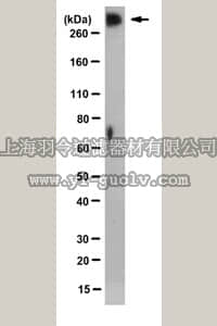 merck millipore,默克密理博,MABD125,Anti-LeX Glycan Antibody, clone Forse-1