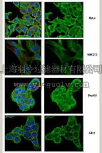 merck millipore,默克密理博,MABD128,Anti-Cytoplasm Antibody Marker, clone 6F7.2