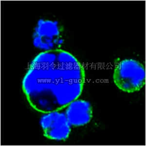 merck millipore,默克密理博,MABD131,Anti-ISL1 Antibody, clone 1H9