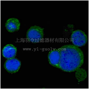 merck millipore,默克密理博,MABD136,Anti-Wnt-5a Antibody, clone 6F2