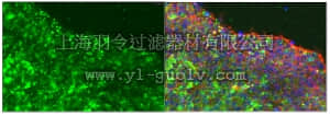 merck millipore,默克密理博,MABD151,Anti-podocalyxin associated keratan sulfate, clone R-10G| MABD151 Antibody
