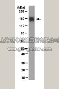 merck millipore,默克密理博,MABD152,Anti-Podocalyxin Antibody, clone GB6