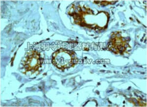 merck millipore,默克密理博,MABD162,Anti-Laminin Receptor, clone EPR8469, Rabbit Monoclonal Antibody